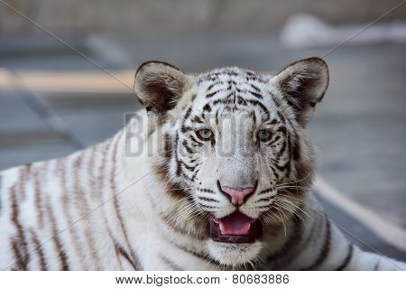 Little White Tiger