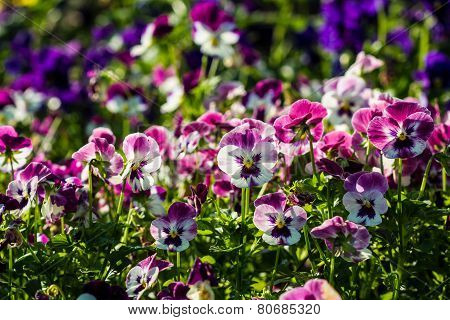Color Pancy Flower