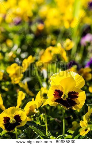 Color Pancy Flower