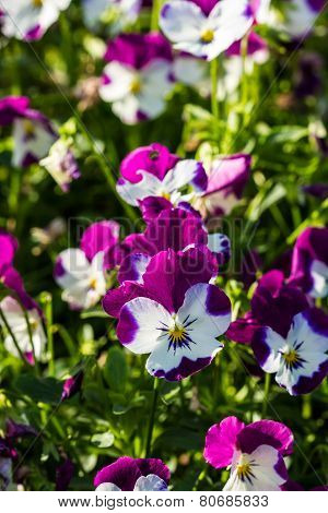 Color Pancy Flower