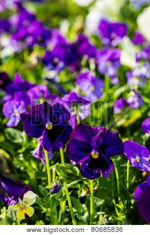 Color Pancy Flower