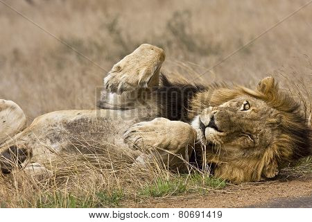 wild male lion lying down in the bush, Kruger