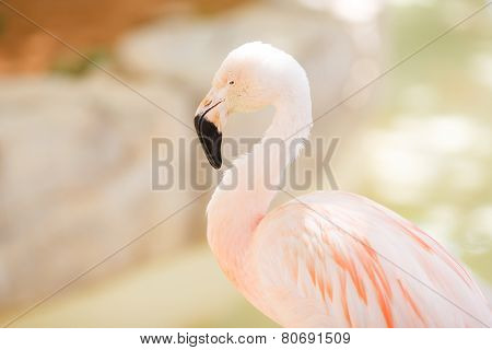 Pink Flamingo Portrait