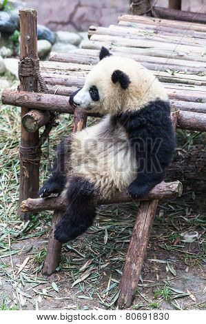 A Sitting Panda