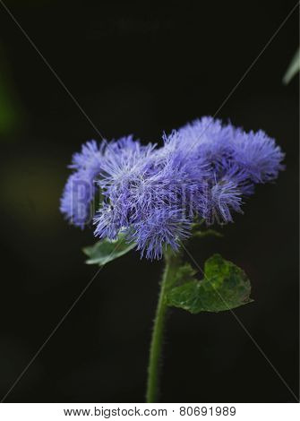 wildflowers