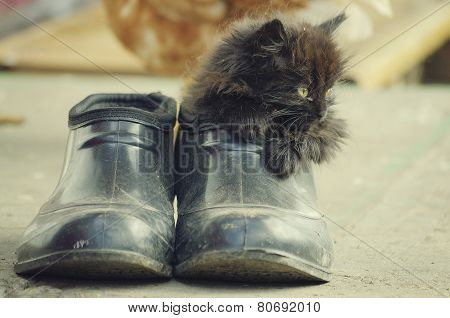 little kitten playing