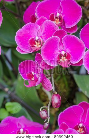 Beautiful Purple Orchid