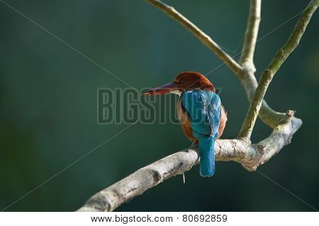 WHITE-THROATED KINGFISHER