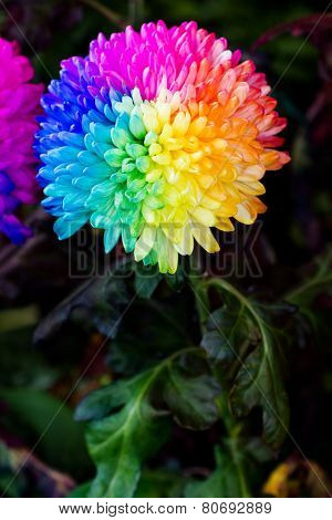 Colorful Of Rainbow Chrysanthemum Flower