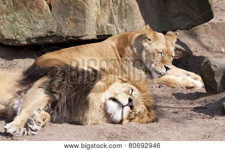 Lions Sleeping In The Zoo Of Amsterdam