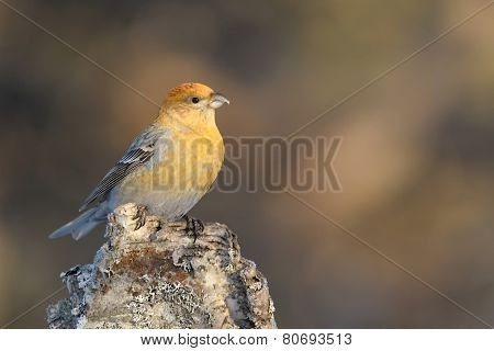Grosbeak