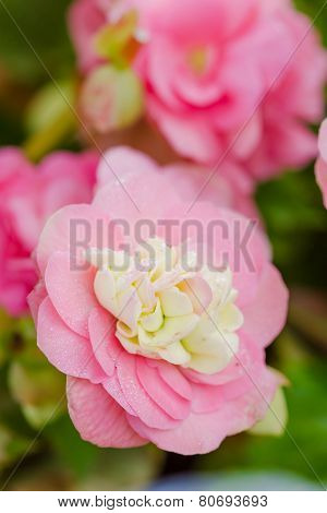Numerous Bright Pink Flowers Of Tuberous Begonias