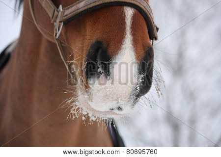 Close Up Of Bay Horse Nuzzle