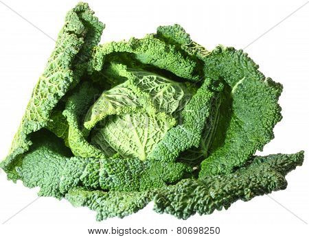 Cabbage Just Picking From The Garden On The Tray