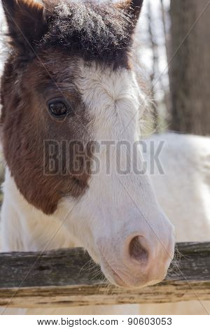 White Horse