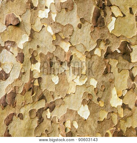 Platan bark natural pattern