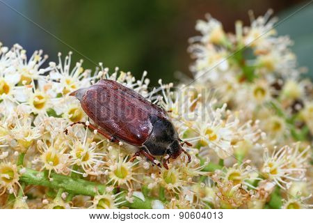 May bug, Cockchafer