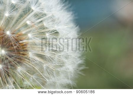 Seeding Dandelion Flower