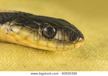 Eastern Garter Snake