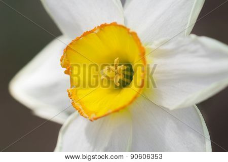 Yellow White Daffodil