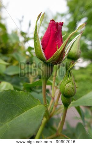 Roses In The Garden