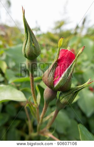 Roses In The Garden