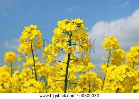 Rape seed flowers