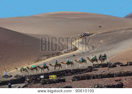 Tourists Ride On Camels Being Guided By Local People Through The Famous Timanfaya National Park