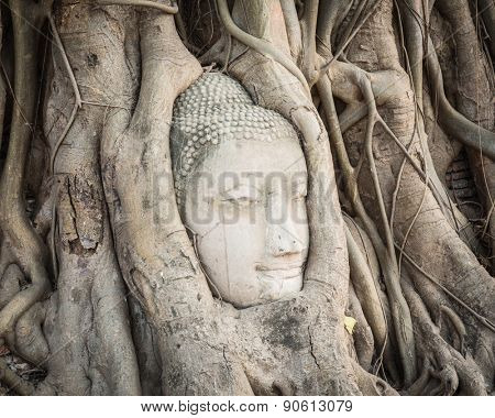 Buddha head overgrown by fig tree in Wat Mahathat. Ayutthaya historical park