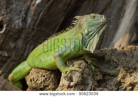 Wild Reptile Lizard Iguana