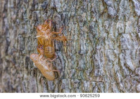 Cicada Moulting