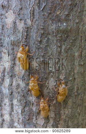 Cicada Moulting