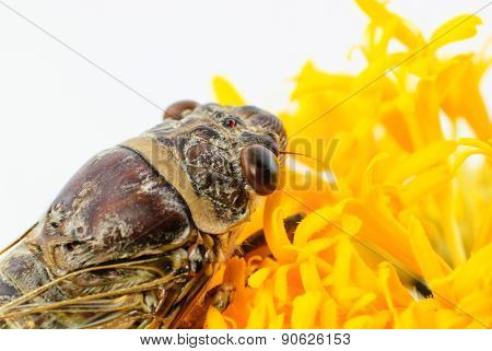 Cicada