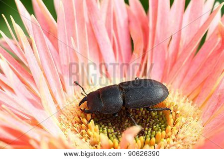 Lesser stag beetle