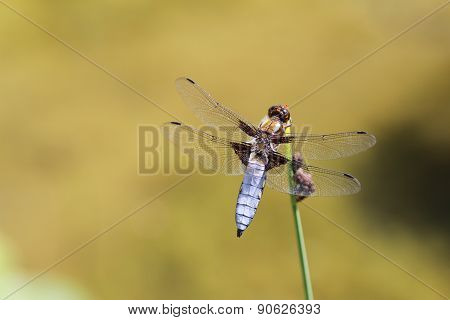 A blue dragonfly at rest