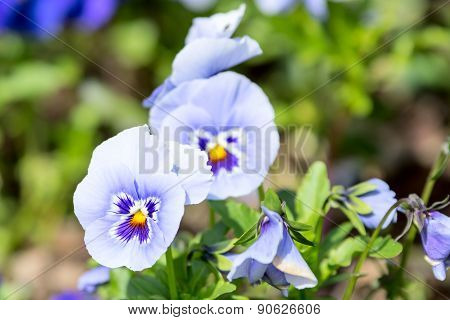 Garden Pansy