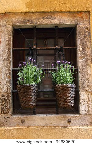 Llittle purple flowers in old window