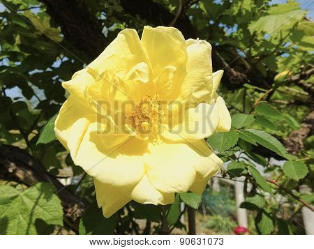 Yellow Rose