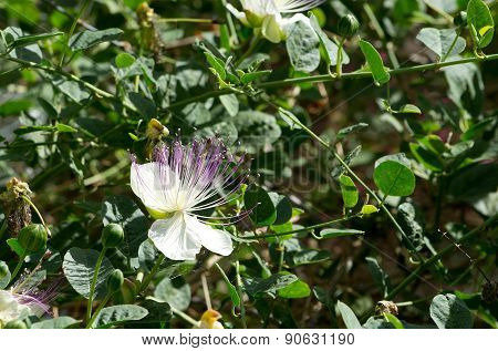 Caper flower