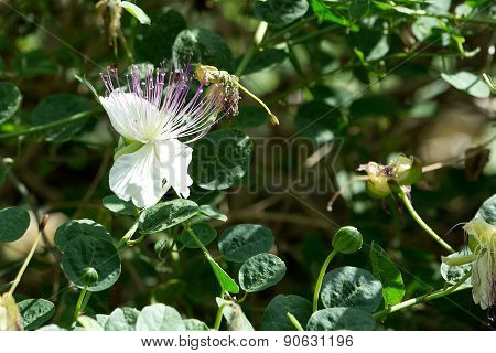 Caper flower