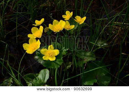 Flowers Globeflowers On The Banks Of The Swollen River In Spring Forest