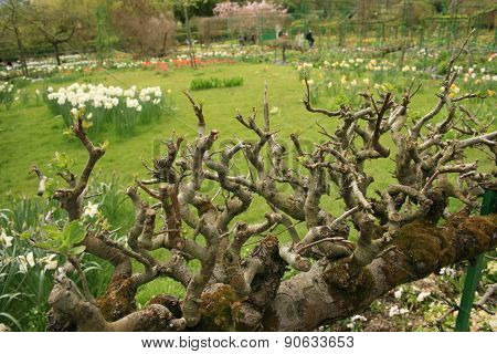 Branches in a garden