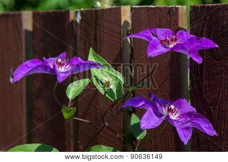 Three Purple Flowers On A Branch On The Fence