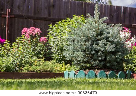 Dwarf Spruce On A Lawn
