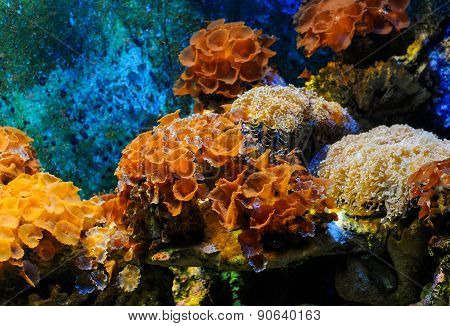 Coral reef