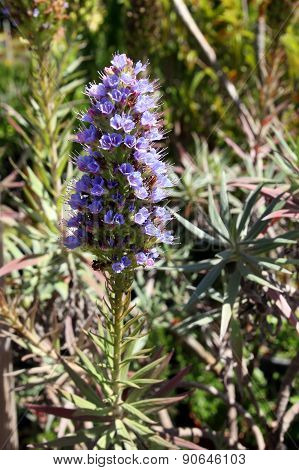 Echium Vulgare