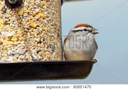 Chipping Sparrow Eating