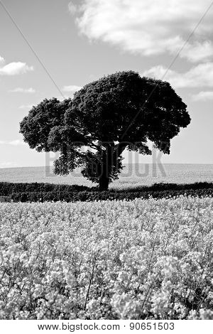 Black White Tree In Rapeseed Fields