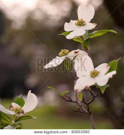 Dogwood flower