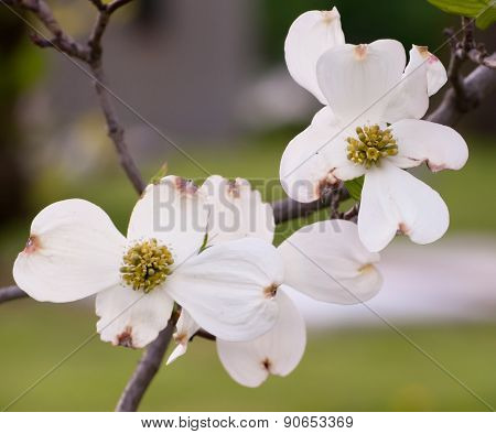 Dogwood flower
